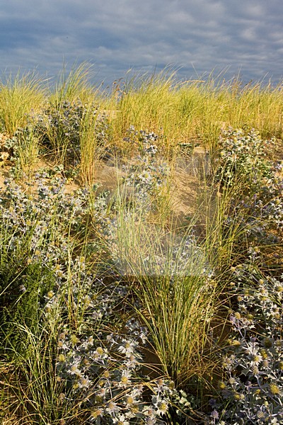 Blauwe Zeedistel in de zeereep; Sea Holly in coastal dunes stock-image by Agami/Marc Guyt,