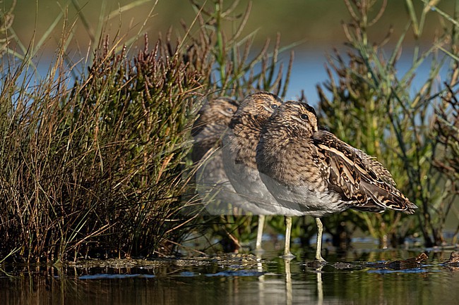 Common snipe at Wetland stock-image by Agami/Han Bouwmeester,