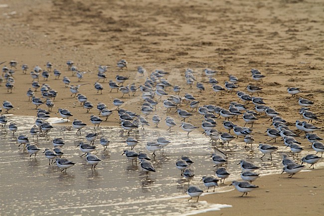 Drieteenstrandlopers in hun overwinteringsgebied; Sanderlings in their wintering habitat stock-image by Agami/Menno van Duijn,