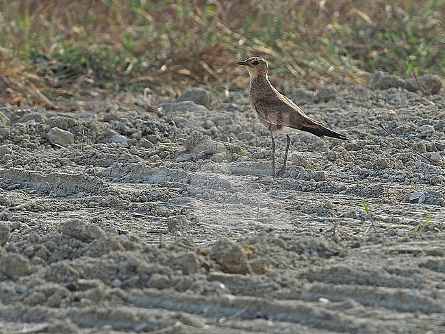 Winter plumaged Australian Pratincole, Stiltia isabella, in the Banda Sea, Indonesia. Standing on the ground. stock-image by Agami/James Eaton,