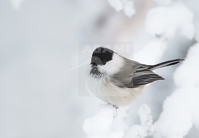 Matkop in de sneeuw; Willow Tit in the snow stock-image by Agami/Markus Varesvuo,