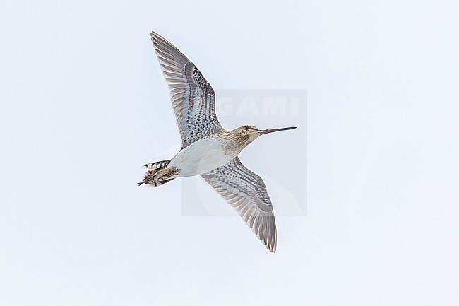 Common Snipe (Gallinago gallinago), Adult in flight seen from below, Finnmark, Norway stock-image by Agami/Saverio Gatto,
