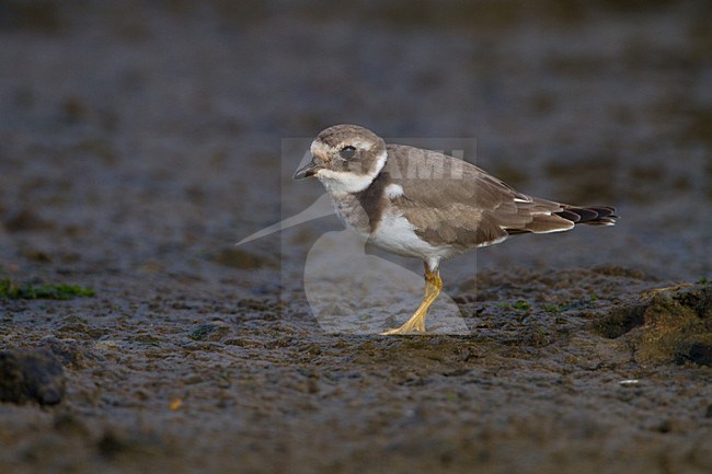Onvolwassen Amerikaanse Bontbekplevier; Semipalmated Plover immature stock-image by Agami/Menno van Duijn,