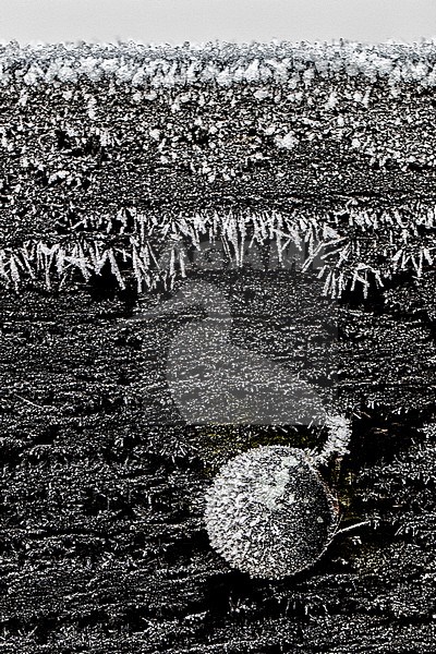 Berijpt hek, Frosted fence stock-image by Agami/Wil Leurs,