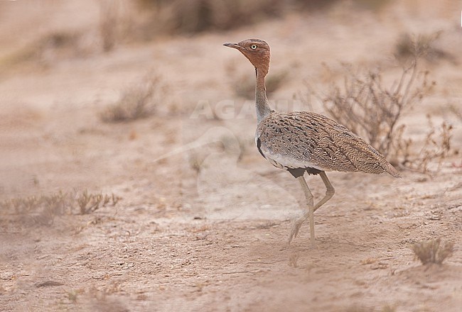 Buff-crested Bustard (Lophotis gindiana) perched in Tanzania stock-image by Agami/Dubi Shapiro,