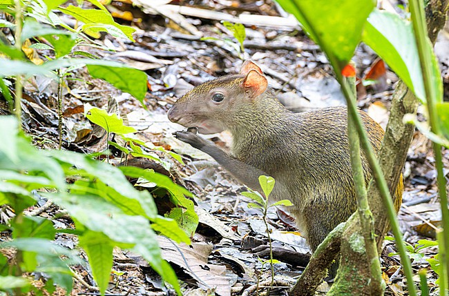 Central American Agouti (Dasyprocta punctata) eating on the forestfloor stock-image by Agami/Roy de Haas,
