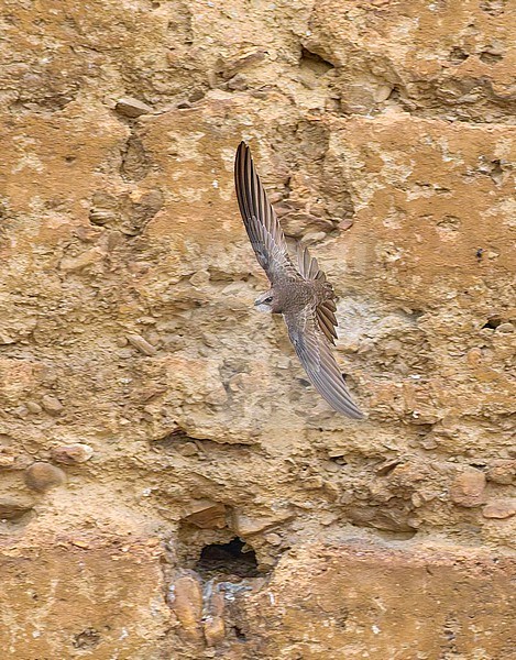 Pallid Swift (Apus pallidus) flying close to its nest hole in an old wall in urban Guadix, Spain stock-image by Agami/Tomas Grim,