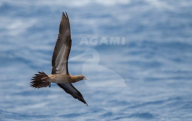 Immature Brown Booby (Sula leucogaster) at sea near Raso, Cape Verde. Usualy they have yellowish feet but this individual has more reddish feet, reminding of Red-footed Booby. The bill, breast and underwings are good for Brown Booby. stock-image by Agami/Eduard Sangster,