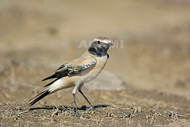 Desert Wheatear male standing; Woestijntapuit man staand stock-image by Agami/Markus Varesvuo,