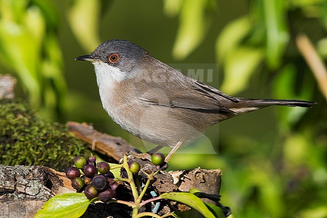 Sarddinian Warbler (Sylvia melanocephala), adult female standing on  a piece of wood stock-image by Agami/Saverio Gatto,