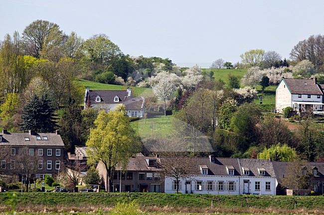 Bloesem en onluikend groen in het Zuid Limburgse Heuvellandschap in het prille voorjaar; helling Sint Pietersberg met cultuurhistorische gebouwen. Blossoming trees in early spring in the southern limburg landscape. stock-image by Agami/Ran Schols,