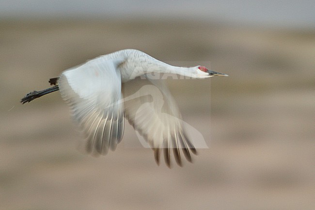 Sandhill Crane (Grus canadensis) flying at the Bosque del Apache wildlife refuge near Socorro, New Mexico, USA. stock-image by Agami/Glenn Bartley,