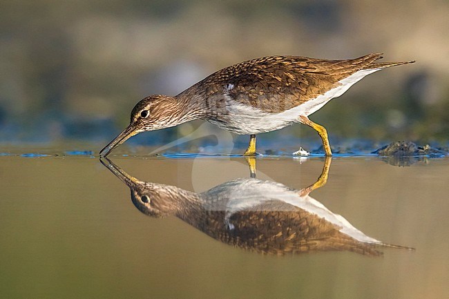 Oeverloper; Common Sandpiper; Actitis hypoleucos stock-image by Agami/Daniele Occhiato,