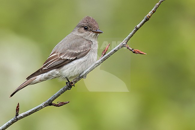 Western Wood-Pewee (Contopus sordidulus) perched on a branch in British Columbia, Canada. stock-image by Agami/Glenn Bartley,