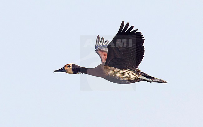 White-faced Whistling Duck (Dendrocygna viduata) in flight. stock-image by Agami/Tomi Muukkonen,