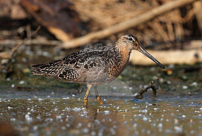 Short-billed Dowitcher  (Limnodromus griseus) pair taken the 24/06/2022 at Anchorage - Alaska - USA stock-image by Agami/Aurélien Audevard,