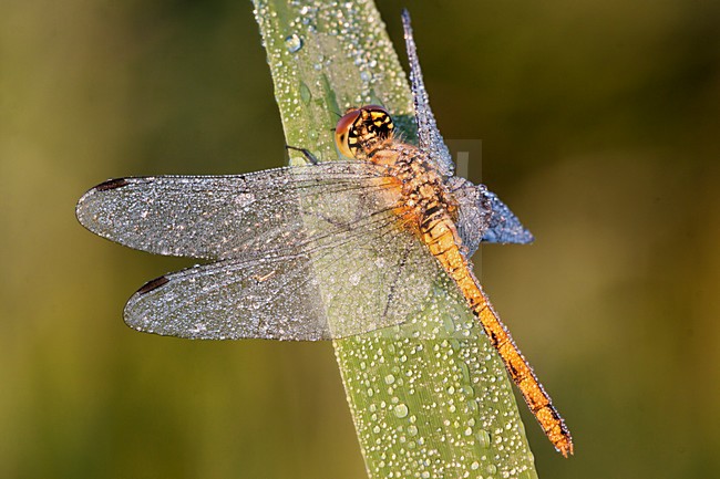 Bloedrode heidelibel met dauwdruppels, Ruddy Darter with dew stock-image by Agami/Theo Douma,