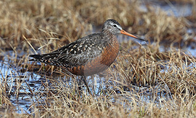 Hudsonian Godwit  (Limosa haemastica) taken the 13/06/2022 at Barrow - Alaska - USA stock-image by Agami/Aurélien Audevard,