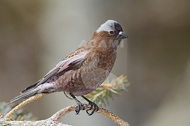 Adult male breeding 
Inyo Co., CA 
March 2010 stock-image by Agami/Brian E Small,