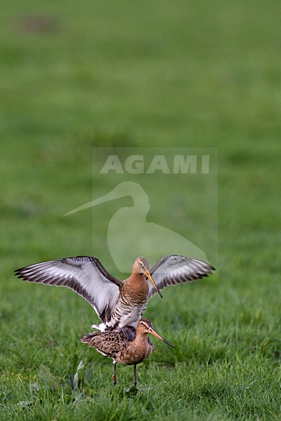 Grutto parend; Black-tailed Godwit mating stock-image by Agami/Wim Wilmers,