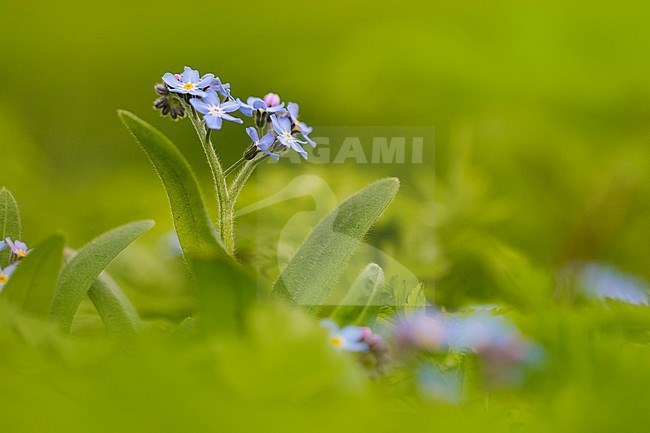 Wood Forget-me-not flower stock-image by Agami/Wil Leurs,