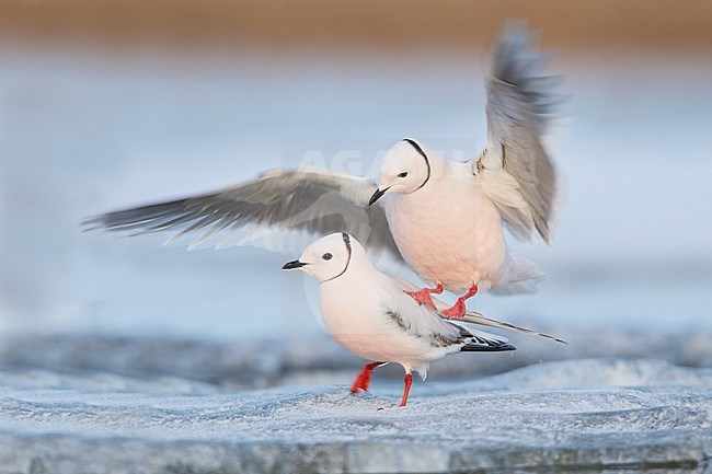 Adult male and first-summer female Ross's Gulls mating (Rhodostethia rosea) in breeding plumage during the short arctic spring in Barrow, Alaska, USA in June 2018 stock-image by Agami/Dubi Shapiro,
