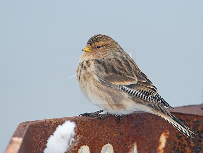 Frater in winterkleed; Twite in winterplumage stock-image by Agami/Markus Varesvuo,
