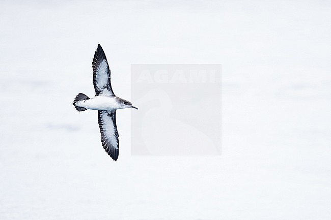  stock-image by Agami/Menno van Duijn,