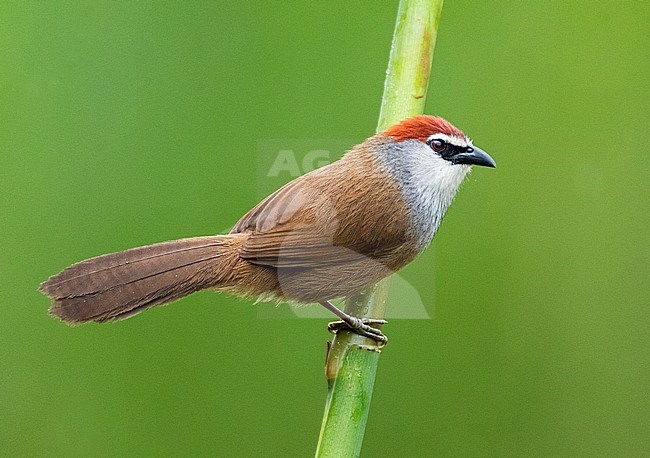 Chestnut-capped Babbler (Timalia pileata) perched in river habitat in southeast China. stock-image by Agami/Marc Guyt,