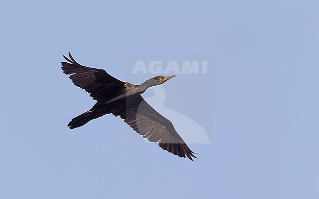 Indian Cormorant (Phalacrocorax fuscicollis) in flight at Pak Thale, Thailand stock-image by Agami/Helge Sorensen,