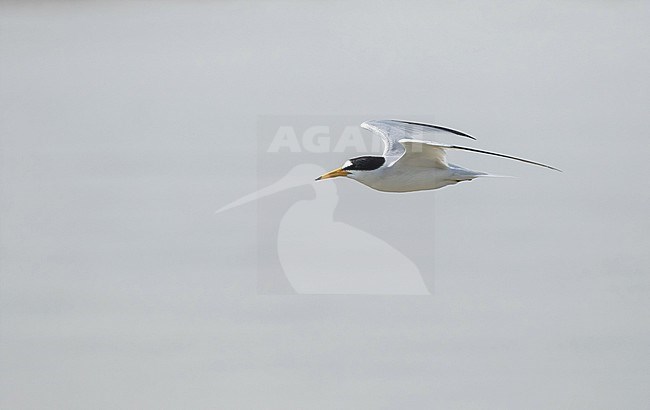 Adult Saunders's tern (Sternula saundersi) in Iran. stock-image by Agami/Pete Morris,