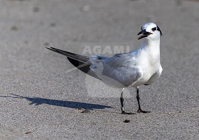 Cabot's Tern (Thalasseus acuflavidus)  calling in winterplumage in Panama stock-image by Agami/Roy de Haas,