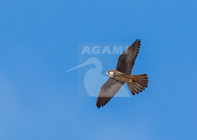 Light morph female Eleonora's Falcon flying over SalÃ© cliffs near Raba, Morocco. stock-image by Agami/Vincent Legrand,