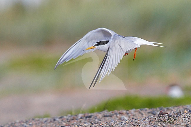 Dwergstern volwassen vliegend; Little Tern adult flying stock-image by Agami/Jari Peltomäki,