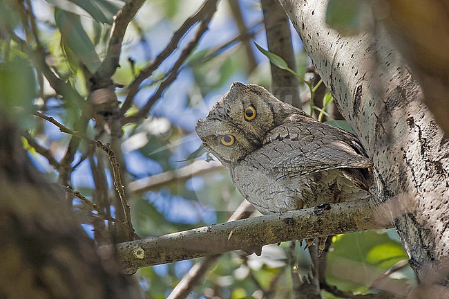 Pallid scops owl, Otus brucei, in Turkey. stock-image by Agami/Pete Morris,