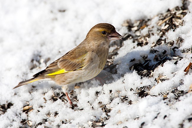 Vrouwtje Groenling in de sneeuw met voer, European Greenfinch female in the snow with food stock-image by Agami/Roy de Haas,
