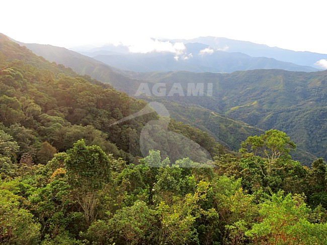 Nevelwoud / cloud forest; Santa Marta Mountains, Sierra Nevada, Colombia stock-image by Agami/Marc Guyt,