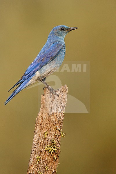 Adult male
Lake Co., OR
June 2008 stock-image by Agami/Brian E Small,