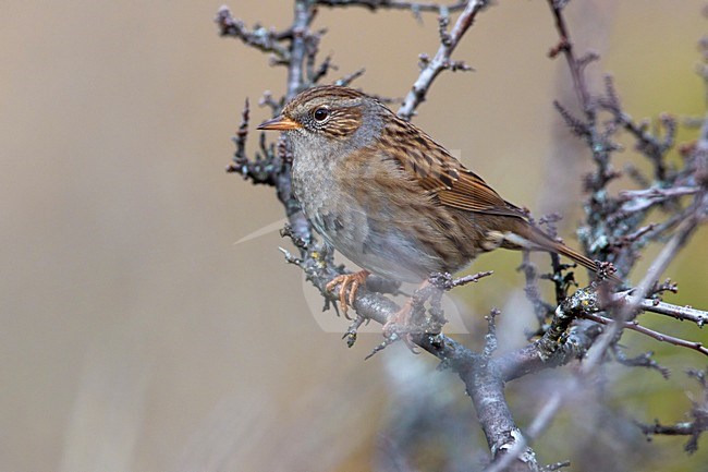 Heggenmus zittend op takje; Dunnock perched on a branch stock-image by Agami/Daniele Occhiato,