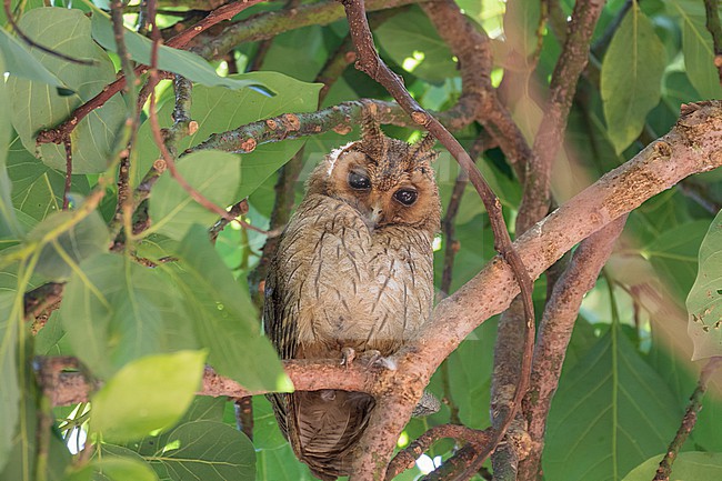 Endemic Jamaican Owl, Asio grammicus, in Jamaica. stock-image by Agami/Pete Morris,