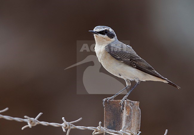 Mannetje Tapuit zittend op een paal; Male Northern Wheatear perched on a pole stock-image by Agami/Markus Varesvuo,
