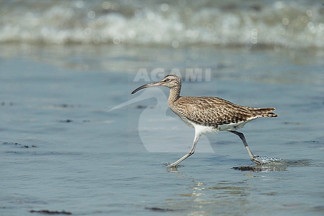 Eurasian Whimbrel (Numenius phaeopus) running through the sea on a beach in the Gambia during winter. stock-image by Agami/Dick Forsman,