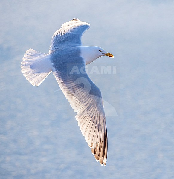 European Herring Gull (Larus argentatus) in Katwijk, Netherlands. Photographed with backlight. stock-image by Agami/Marc Guyt,