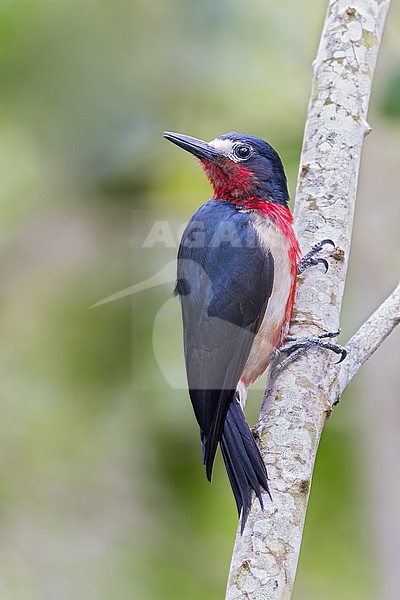 Puerto Rican Woodpecker (Melanerpes portoricensis) Perched on a branch in Puerto Rico stock-image by Agami/Dubi Shapiro,