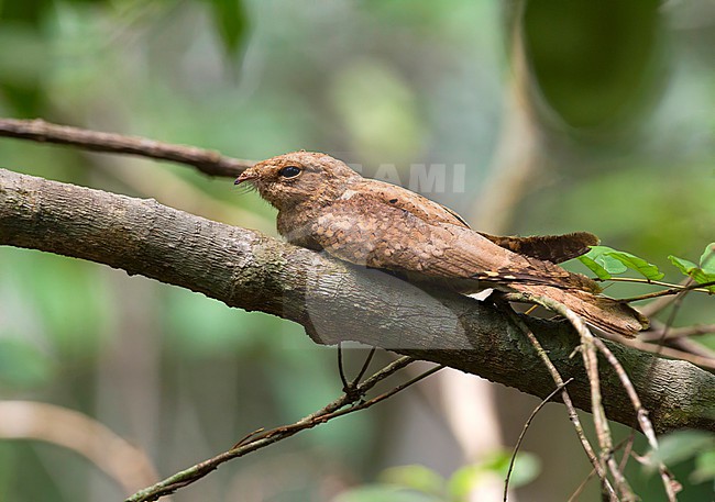 Plain Nightjar (Caprimulgus inornatus) in Sierra Leone. Roosting on a log in a tropical forest. stock-image by Agami/David Monticelli,