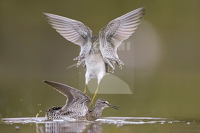 Two fighting Wood Sandpipers (Tringa glareola) in Italy. stock-image by Agami/Daniele Occhiato,