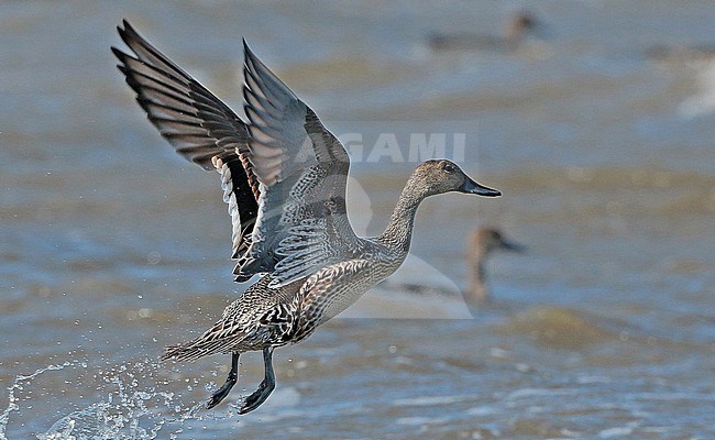 Northern Pintail, Anas acuta stock-image by Agami/Fred Visscher,
