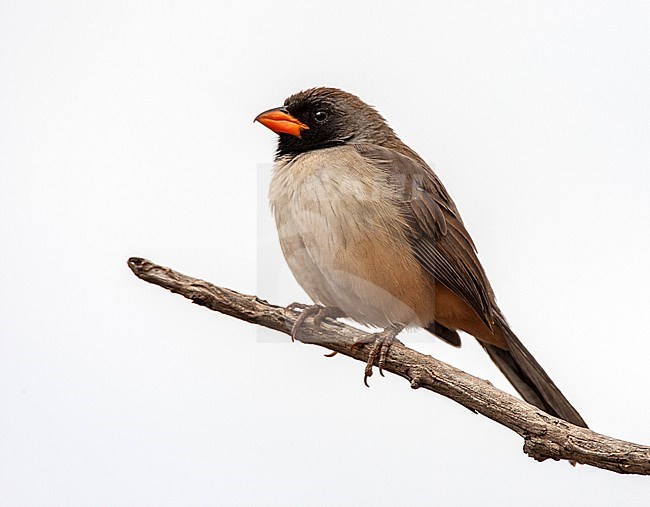 Black-throated Saltator (Saltatricula atricol) perched on a branch stock-image by Agami/Roy de Haas,