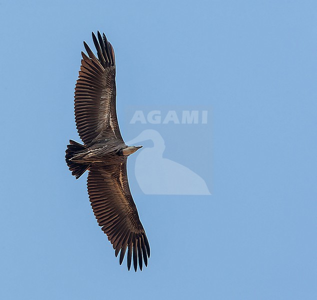 Immature White-rumped Vulture (Gyps bengalensis) in flight in northern India. Most probably this species. stock-image by Agami/Marc Guyt,