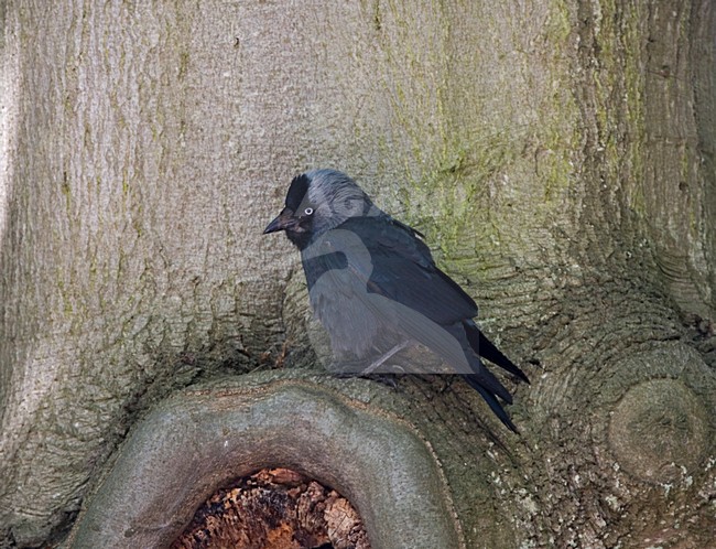 Common Jackdaw, Kauw stock-image by Agami/Marc Guyt,